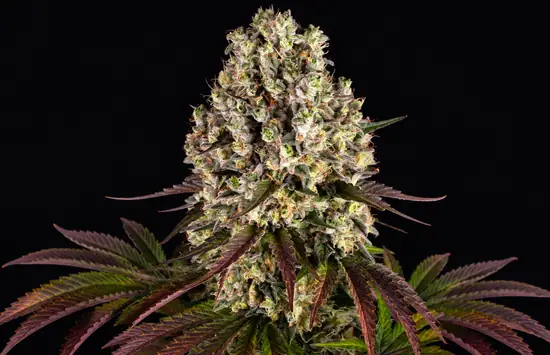 Sour Diesel