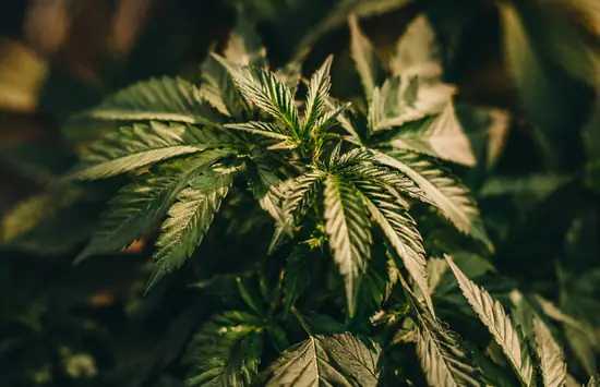 Close-up of green cannabis leaves under warm, low light with a shallow depth of field.