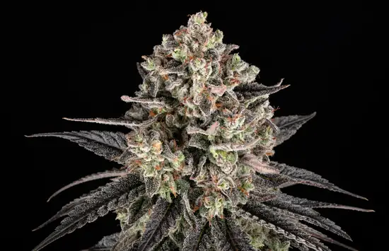 Blue Dream