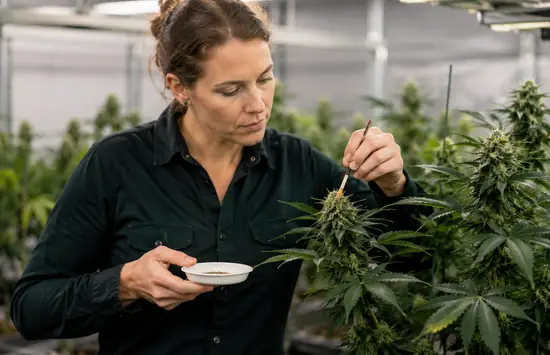Female cannabis breeder carefully pollinating a flowering plant with a small brush inside a professional indoor grow room.