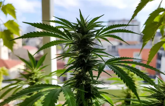 Home Grow Laws by State