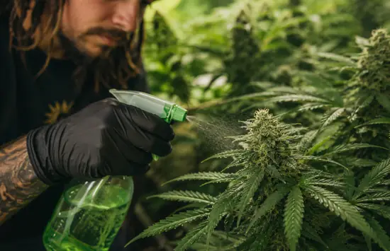 Cannabis Pesticides and Heavy Metals