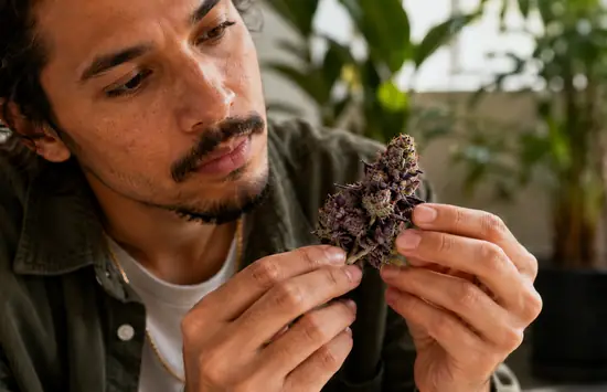 Cannabis Turns Purple