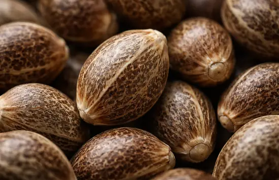 All Types of Cannabis Seeds