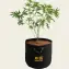Barney's Farm Fabric Grow Bag, 20 Gallon with a full-grown plant