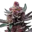 Cherry Poppers Clone Main Image