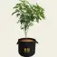 Barney's Farm Fabric Grow Bag, 5 Gallon with a full-grown plant
