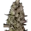 Super Boof Main Image