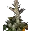 Super Boof Image 1