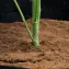 Plant stem in soil inside the grow bag