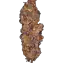Permanent Marker Clone Main image