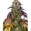 Lemon Cherry Gelato Clone Main Image