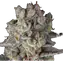 Jelly Cake Clone Image 1