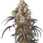 Lemon Cherry Gelato Clone Image 1