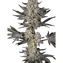 Jelly Cake Clone Main Image