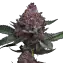 Cherry Poppers Clone Image 1