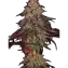 Mimosa Orange Punch Clone Image 1