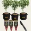 Barney's Farm Bag & Tag Kit, 5 Gallon - Autoflower labels