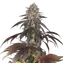 Blue Dream Main image