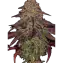 Mimosa Orange Punch Clone Main Image