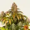 Lemon Tree - Image 4