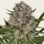 Lemon Haze Auto - Main Image