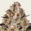Hindu Kush - Image 3