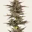 Frosted Zinn x 3 Bears OG Auto - Image 2