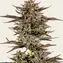 Frosted Zinn x 3 Bears OG Auto - Image 1