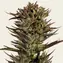 Thin Mint x Sour Pinot Auto - Main Image