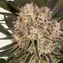 AK-47 - Image 5