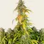 Pineapple Express Auto - Image 2