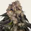 Girl Scout Cookies - Main Image