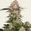 AK-47 - Image 4