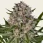 Lemon Haze Auto - Image 1