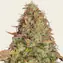 Zkittlez OG Auto - Main Image