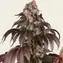 Girl Scout Cookies - Image 2