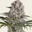 Amnesia Haze - Main Image
