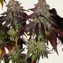Mimosa x Orange Punch Auto - Image 4