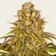 Lemon Tree - Image 6