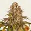 Lemon Tree - Image 2