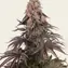 Girl Scout Cookies - Image 3