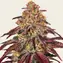 Mimosa x Orange Punch Auto - Main Image