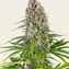 Blue Cheese - Image 2