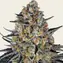 LSD Auto - Main Image