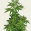Zkittlez OG Auto - Image 4