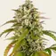 Pineapple Express Auto - Image 3