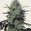 Tangerine Dream Auto - Image 4