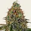 Tangerine Dream Auto - Image 1