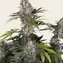 Amnesia Haze - Image 3